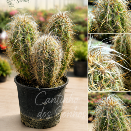 Oreocereus celsianus – Cato Velho dos Andes – 50 cm vaso 5l