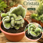 Cato Cristata – Forma Cristada de Coleção vaso-20 cm