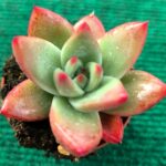 Echeveria colorata ‘Ice’ vaso-5.5 cm