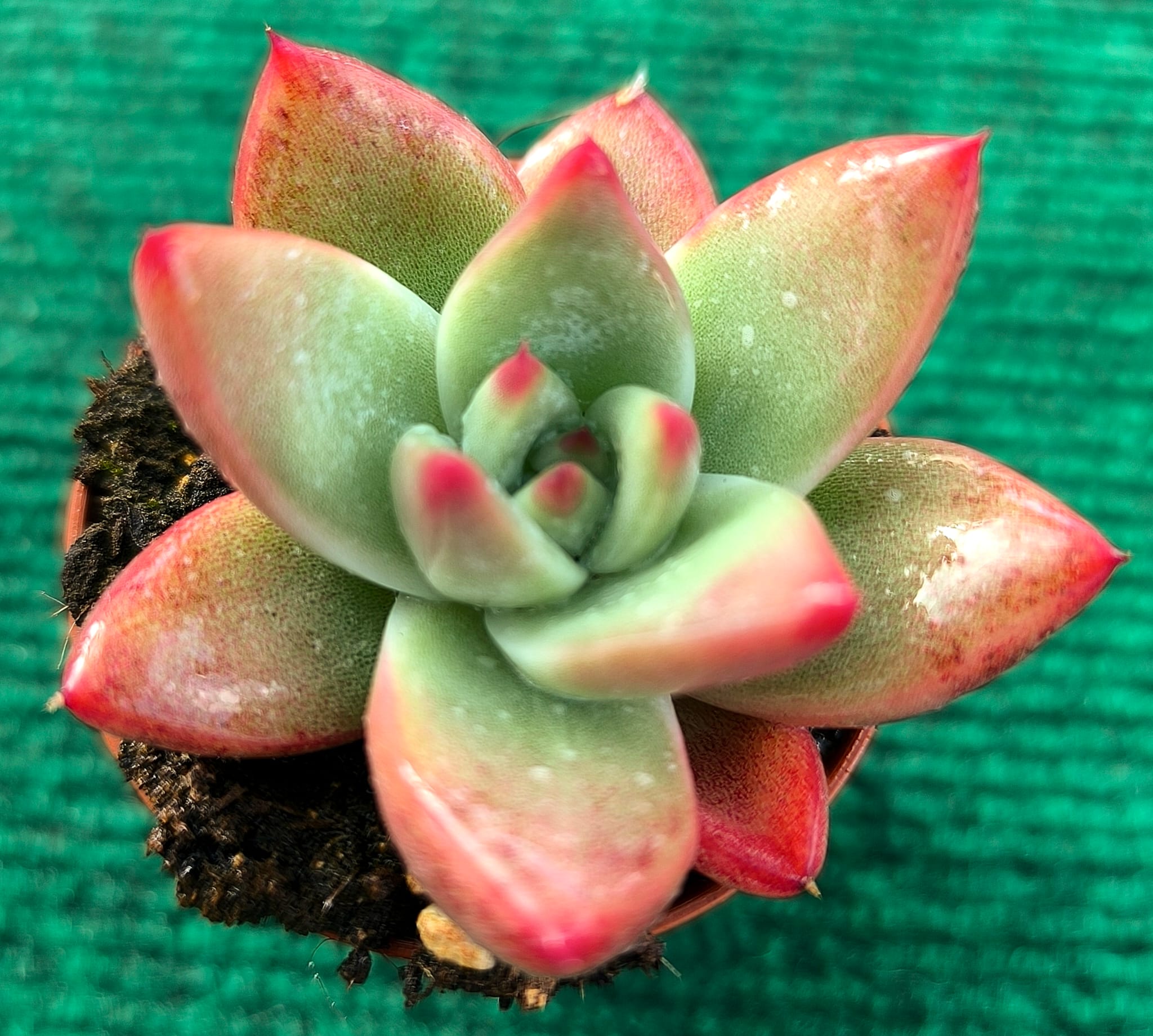 colorate ice Echeveria colorata ‘Ice’ vaso-5.5 cm - Image 1