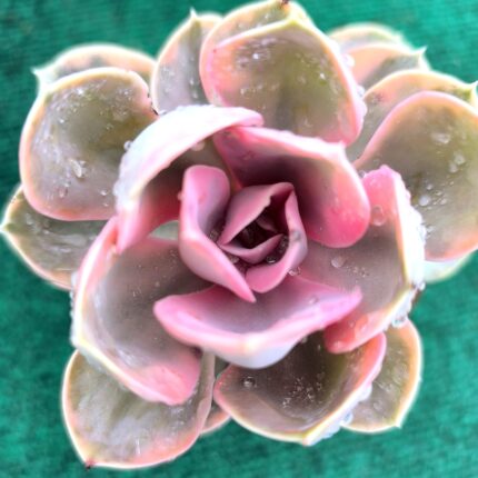 Echeveria ‘Rainbow’ vaso- 9 cm (coleção)