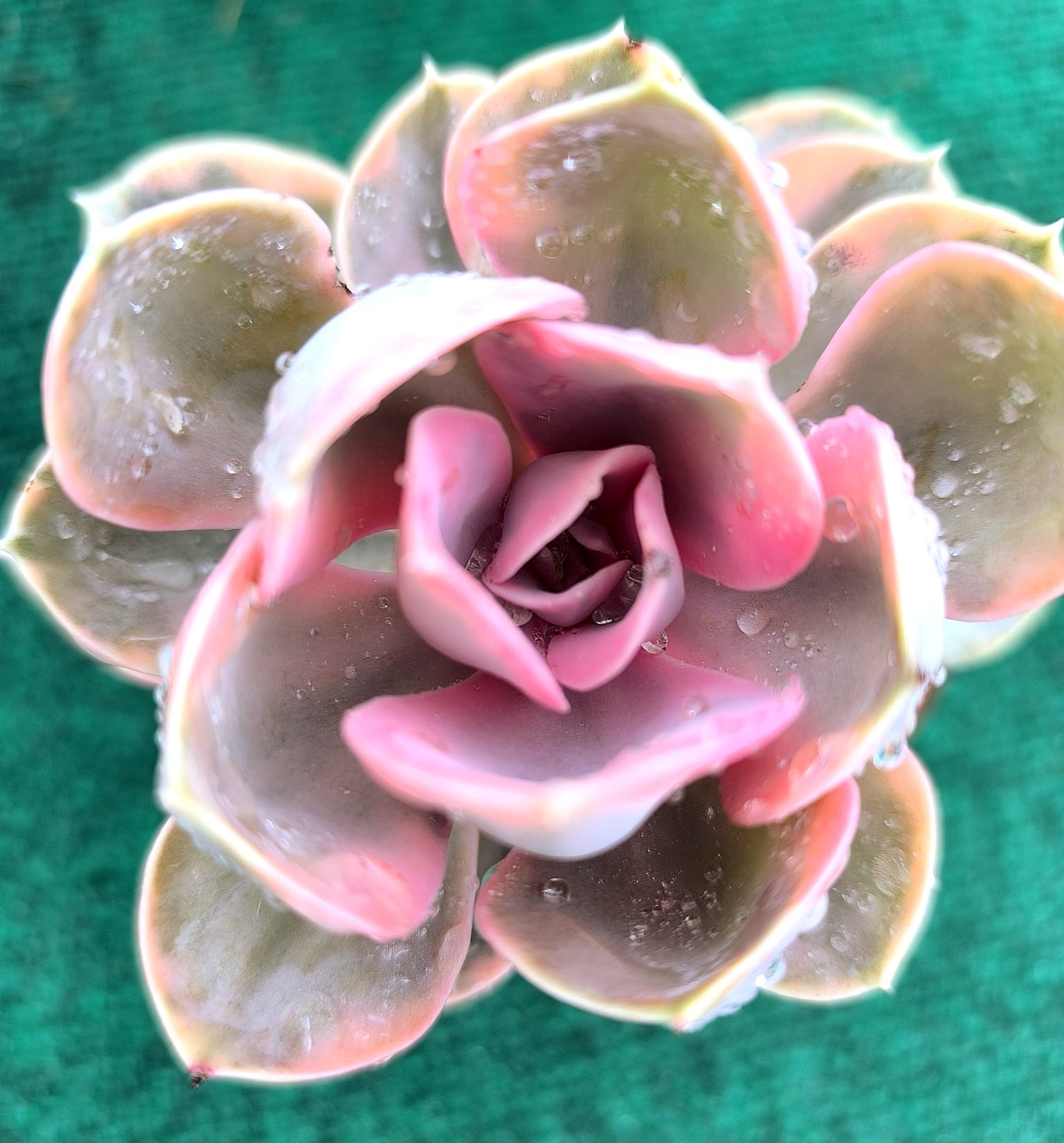 echveria rainbow Echeveria ‘Rainbow’ vaso- 9 cm (coleção) - Image 1