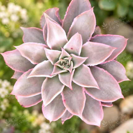 Echeveria de Coleção ‘Madiva’ vaso-21 cm