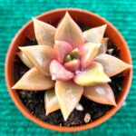 Echeveria ‘Nacre’ vaso-5.5 cm