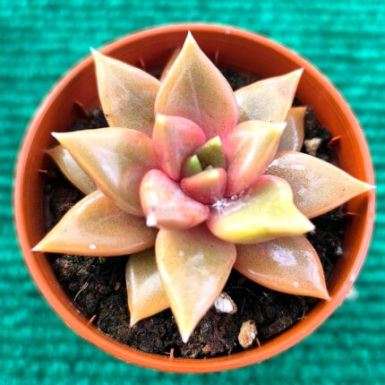 Echeveria ‘Nacre’ vaso-5.5 cm