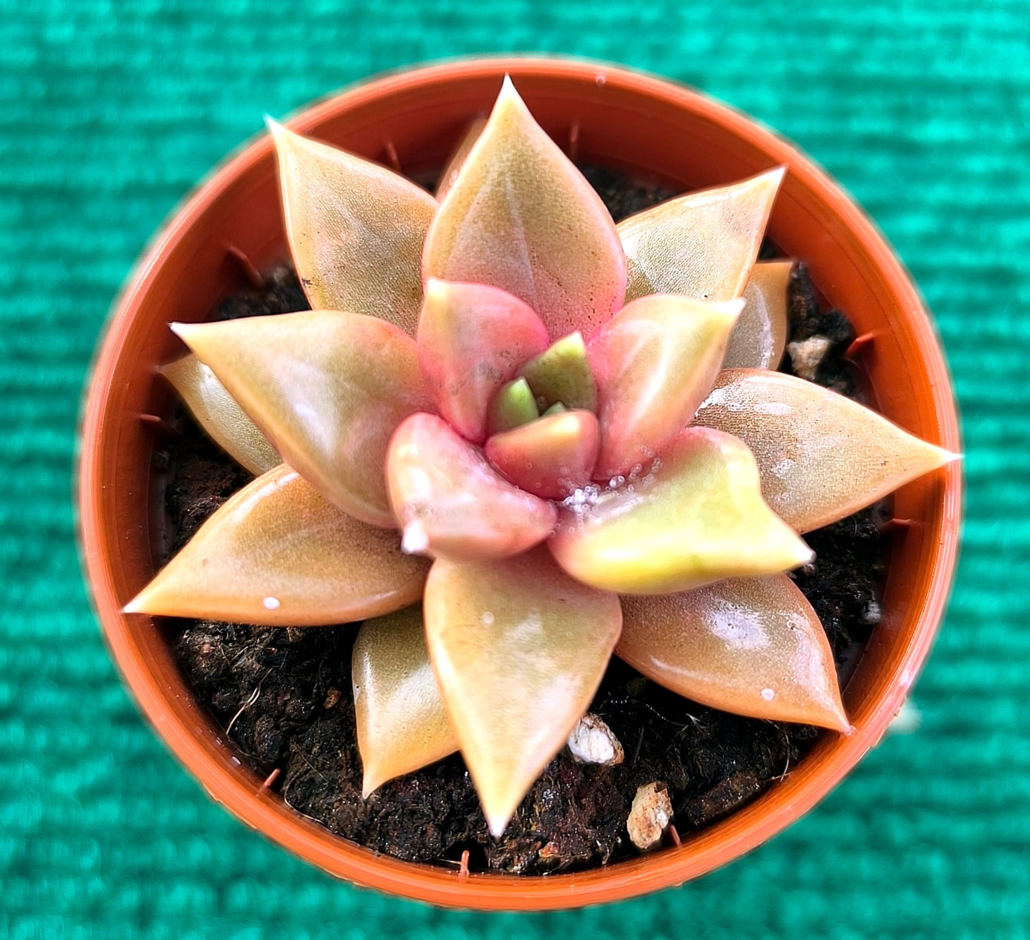 nacre Echeveria ‘Nacre’ vaso-5.5 cm - Image 1