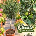 Oliveira 130 cm 🫒🌿