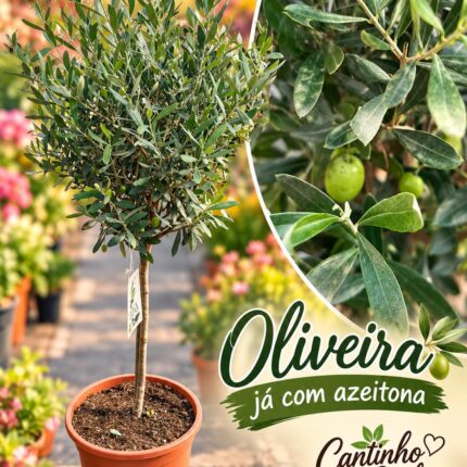 Oliveira 130 cm 🫒🌿