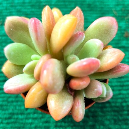 Pachyveria ‘Laon’ vaso- 5.5 cm