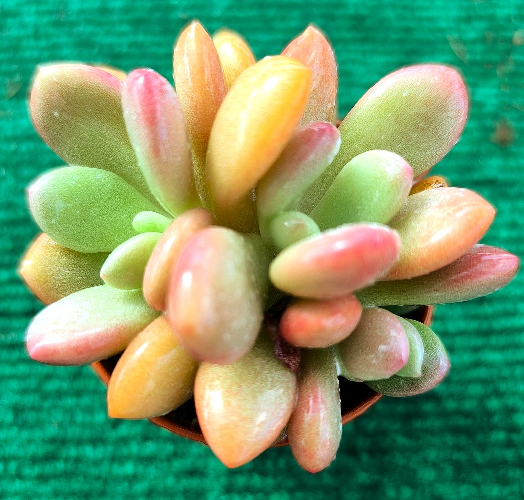 pachiveria laon Pachyveria ‘Laon’ vaso- 5.5 cm - Image 1
