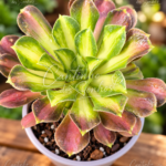 Aeonium de Coleção ‘Pink Witch Yellow Middle’ vaso -12cm