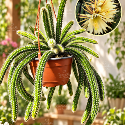 Selenicereus sp. | Cato Pendente de Floração Exótica vaso-14 cm