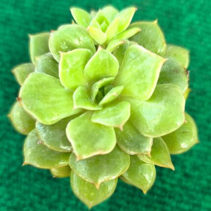 Echeveria vaso-5.5 cm