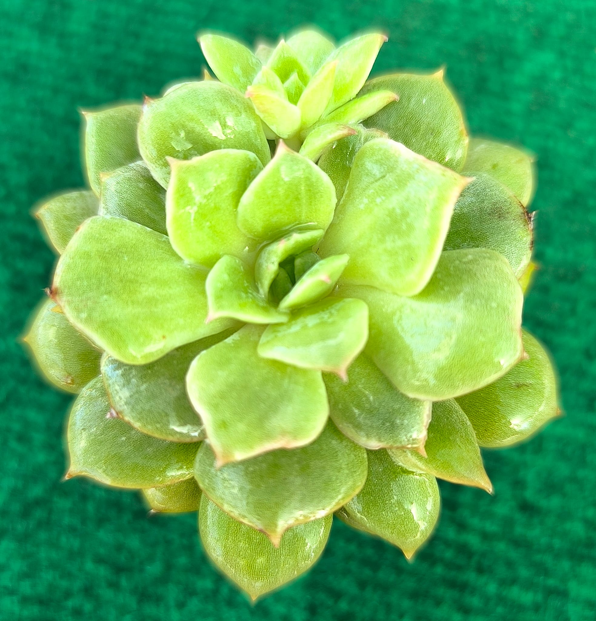 sid Echeveria vaso-5.5 cm - Image 1